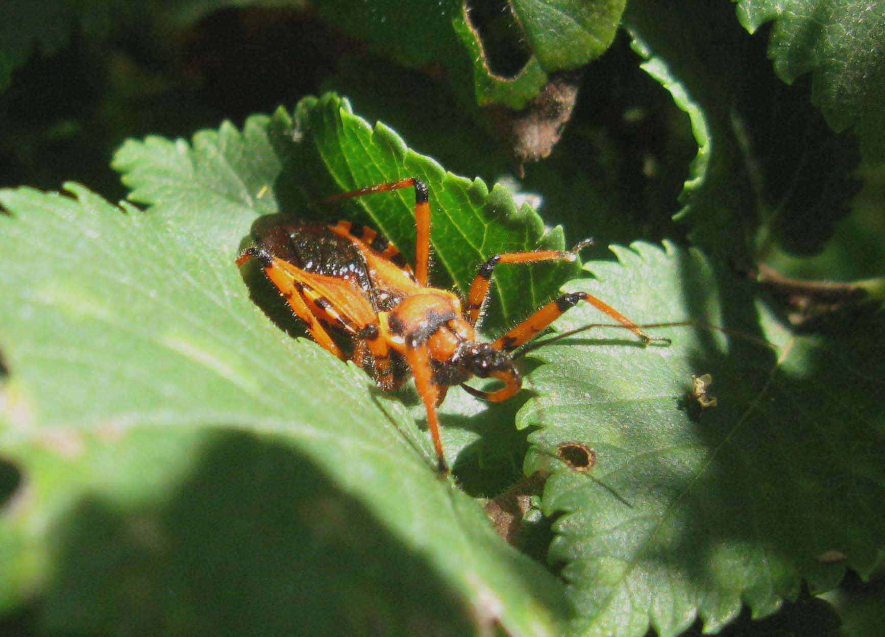Reduviidae: Rhyncoris cf rubricus del Lazio